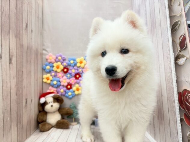 岡山県のサモエド (ワンキャラット アミーゴ高屋店/2025年10月14日生まれ/男の子/ホワイト)の子犬の4枚目の画像