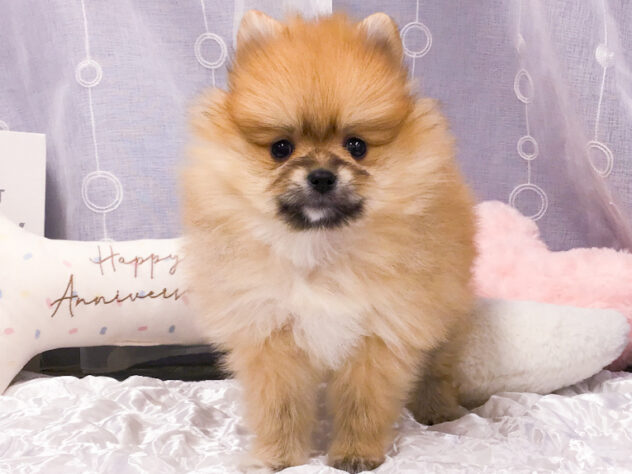 愛知県のポメラニアン (アミーゴ知立店/2025年9月28日生まれ/女の子/オレンジ)の子犬の1枚目の画像