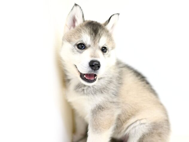 岡山県のシベリアンハスキー (アミーゴ大安寺店/2025年10月12日生まれ/女の子/シルバーホワイト)の子犬の4枚目の画像