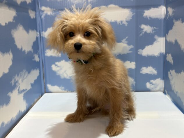 山形県のハーフ犬・ミックス犬 (アミーゴ山形南店/2025年7月5日生まれ/男の子/アプリコット)の子犬の1枚目の画像