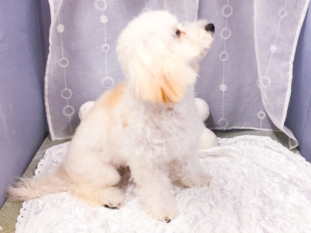 愛知県のハーフ犬・ミックス犬 (アミーゴ知立店/2025年3月18日生まれ/女の子/クリーム)の子犬の3枚目の画像