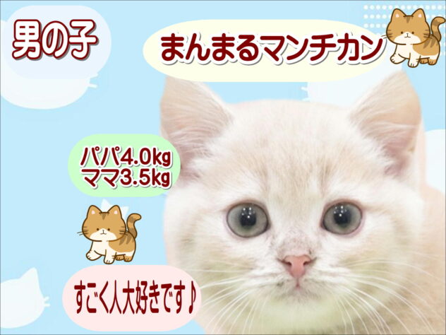 大阪府のマンチカン (アミーゴ鳳店/2025年10月29日生まれ/男の子/クリームタビー)の子猫