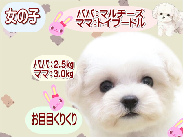 大阪府のハーフ犬・ミックス犬 (アミーゴ鳳店/2025年10月27日生まれ/女の子/ホワイト)の子犬の1枚目の画像