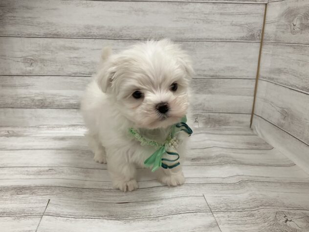 福島県のマルチーズ (アミーゴ小名浜店/2025年10月27日生まれ/男の子/ホワイト)の子犬の1枚目の画像