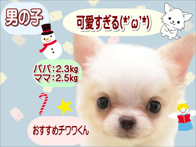 大阪府のチワワ(ロング) (アミーゴ鳳店/2025年10月14日生まれ/男の子/ホワイト)の子犬の1枚目の画像