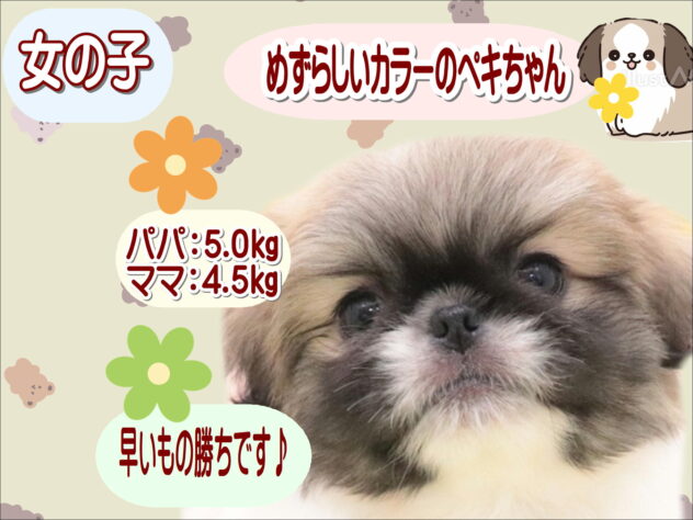 大阪府のペキニーズ (アミーゴ鳳店/2025年10月12日生まれ/女の子/パーティーカラー)の子犬の1枚目の画像