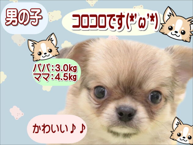 大阪府のチワワ(ロング) (アミーゴ鳳店/2025年10月10日生まれ/男の子/フォーンホワイト)の子犬の1枚目の画像