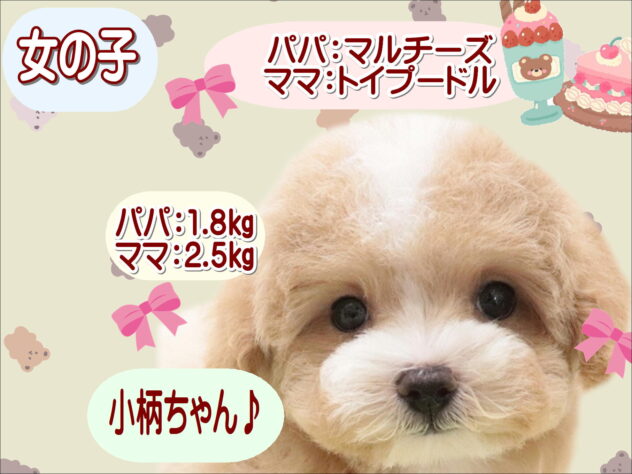 大阪府のハーフ犬・ミックス犬 (アミーゴ鳳店/2025年10月7日生まれ/女の子/アプリコットホワイト)の子犬の1枚目の画像