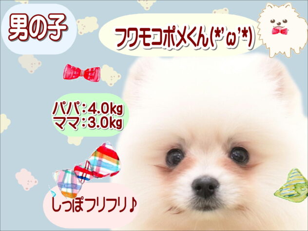 大阪府のポメラニアン (アミーゴ鳳店/2025年10月11日生まれ/男の子/クリーム)の子犬の1枚目の画像