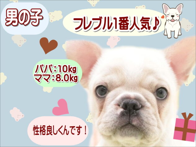 大阪府のフレンチブルドッグ (アミーゴ鳳店/2025年10月13日生まれ/男の子/クリーム)の子犬の1枚目の画像