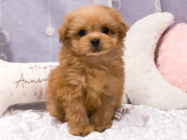 愛知県のハーフ犬・ミックス犬 (アミーゴ知立店/2025年10月17日生まれ/女の子/02 レッド系)の子犬の1枚目の画像