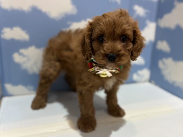 山形県のハーフ犬・ミックス犬 (アミーゴ山形南店/2025年10月26日生まれ/男の子/アプリコット)の子犬の2枚目の画像