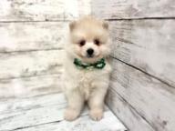 山形県のハーフ犬・ミックス犬 (アミーゴ山形北店/2025年3月12日生まれ/男の子/クリーム)の子犬の2枚目の画像