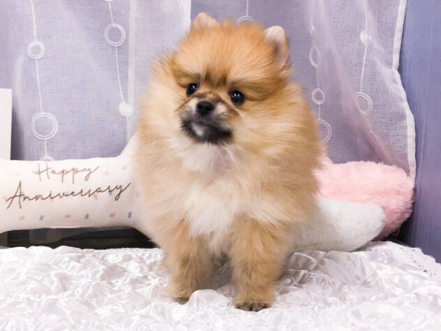 愛知県のポメラニアン (アミーゴ知立店/2025年9月28日生まれ/女の子/オレンジ)の子犬の3枚目の画像