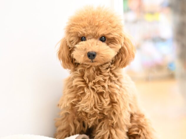 岡山県のトイプードル(トイ) (アミーゴ中庄店/2025年4月9日生まれ/女の子/レッドフォーン)の子犬の2枚目の画像