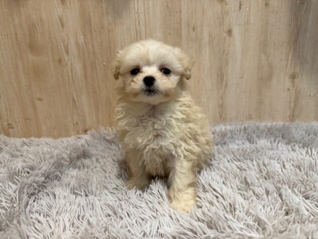 茨城県のハーフ犬・ミックス犬 (アミーゴ神栖店/2025年10月1日生まれ/女の子/クリーム)の子犬