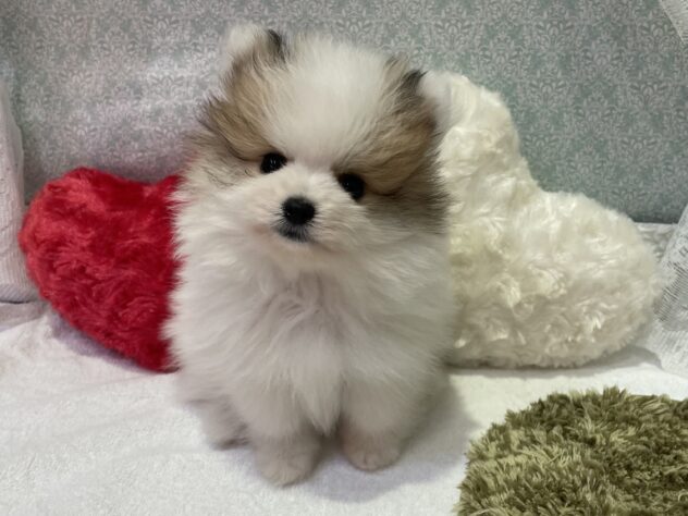 福島県のポメラニアン (アミーゴ本宮店/2025年10月13日生まれ/女の子/パーティーカラー)の子犬