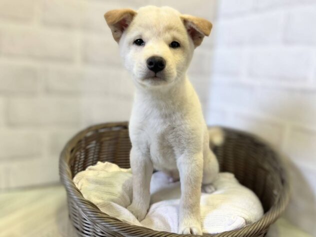 秋田県の柴犬(標準サイズ) (アミーゴ秋田茨島店/2025年10月2日生まれ/男の子/白)の子犬