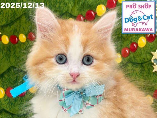 広島県のサイベリアン (アミーゴ大町店/2025年10月9日生まれ/男の子/レッドタビーホワイト)の子猫の1枚目の画像