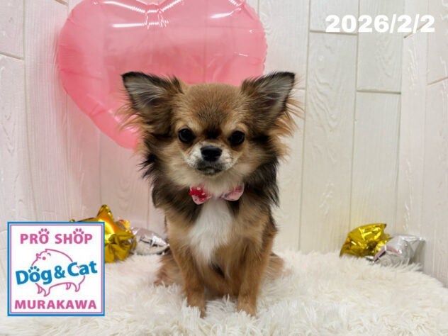 広島県のチワワ(ロング) (アミーゴ大町店/2025年5月11日生まれ/女の子/フォーン)の子犬の1枚目の画像