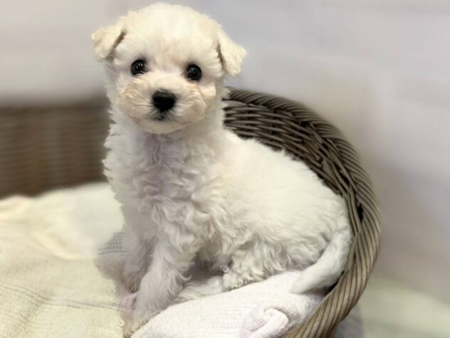 秋田県のビションフリーゼ (アミーゴ秋田茨島店/2025年10月12日生まれ/女の子/ホワイト)の子犬