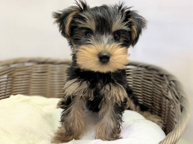 秋田県のヨークシャーテリア (アミーゴ秋田茨島店/2025年9月21日生まれ/女の子/スチールブルータン)の子犬