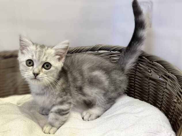 秋田県のマンチカン (アミーゴ秋田茨島店/2025年9月20日生まれ/男の子/シルバータビー)の子猫