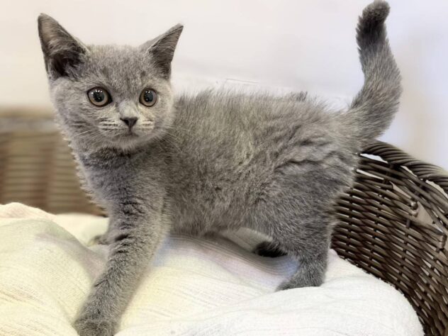 秋田県のブリティッシュショートヘアー (アミーゴ秋田茨島店/2025年9月29日生まれ/女の子/ブルークリーム)の子猫