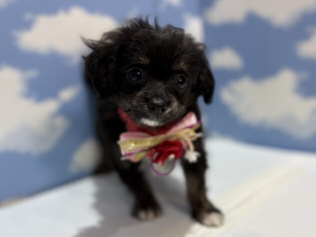 山形県のハーフ犬・ミックス犬 (アミーゴ山形南店/2025年10月27日生まれ/女の子/ブラックホワイトタン)の子犬の1枚目の画像