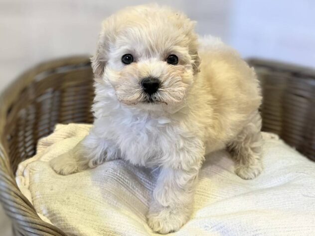 秋田県のハーフ犬・ミックス犬 (アミーゴ秋田茨島店/2025年10月19日生まれ/男の子/クリーム)の子犬