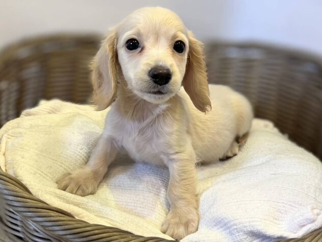 秋田県のミニチュアダックスフンド(ロング) (アミーゴ秋田茨島店/2025年10月19日生まれ/男の子/イエロー)の子犬