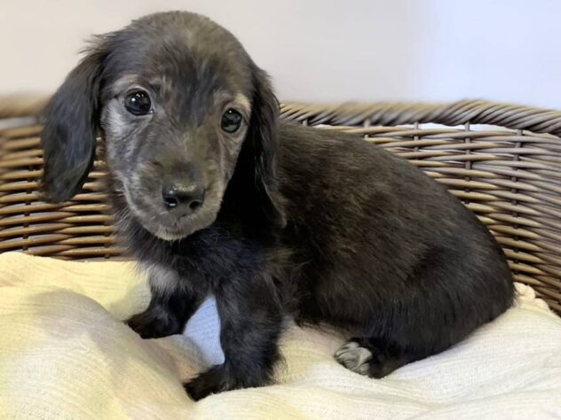 秋田県のミニチュアダックスフンド(ロング) (アミーゴ秋田茨島店/2025年10月19日生まれ/男の子/ブリンドル)の子犬