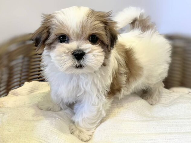 秋田県のハーフ犬・ミックス犬 (アミーゴ秋田茨島店/2025年10月21日生まれ/女の子/ゴールドホワイト)の子犬