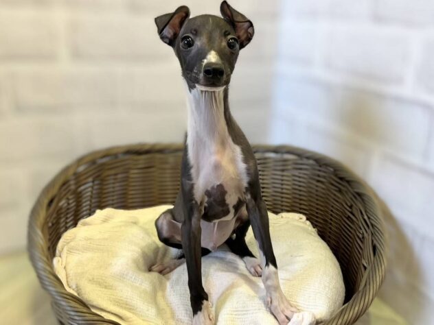 秋田県のイタリアングレーハウンド (アミーゴ秋田茨島店/2025年9月30日生まれ/男の子/シールホワイト)の子犬