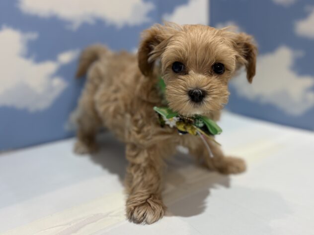 山形県のハーフ犬・ミックス犬 (アミーゴ山形南店/2025年10月12日生まれ/男の子/アプリコット)の子犬の3枚目の画像