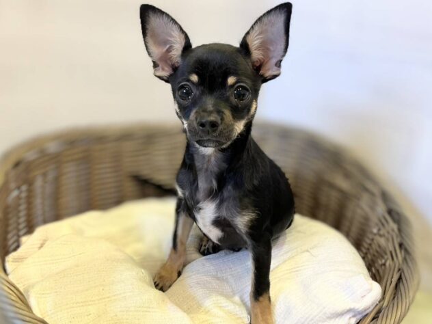 秋田県のチワワ(ロング) (アミーゴ秋田茨島店/2025年8月5日生まれ/男の子/ブラックタン)の子犬