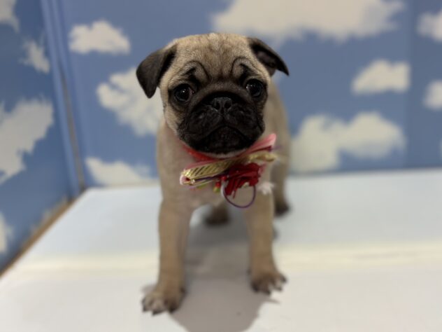 山形県のパグ (アミーゴ山形南店/2025年11月2日生まれ/女の子/フォーン)の子犬の1枚目の画像