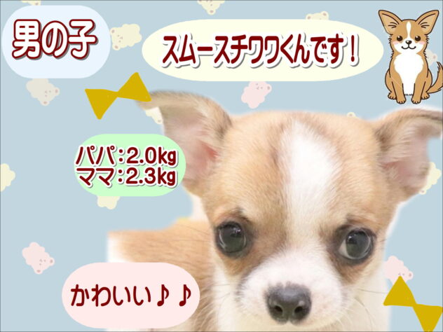 大阪府のチワワ(ロング) (アミーゴ鳳店/2025年10月2日生まれ/男の子/ホワイトフォーン)の子犬の1枚目の画像