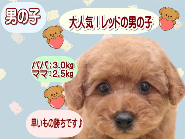 大阪府のトイプードル(トイ) (アミーゴ鳳店/2025年10月4日生まれ/男の子/レッド)の子犬の1枚目の画像