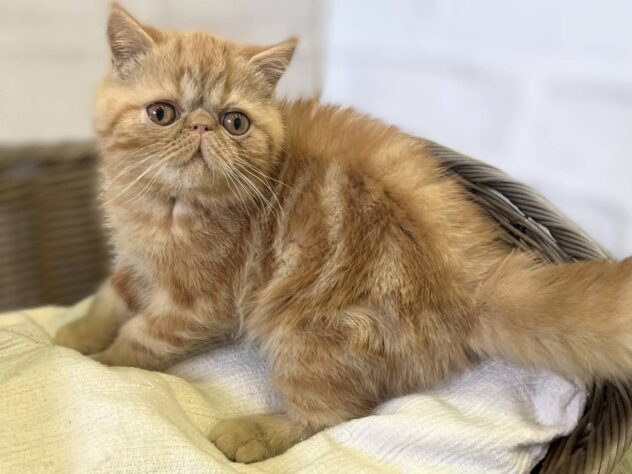 秋田県のエキゾチックショートヘアー (アミーゴ秋田茨島店/2025年10月27日生まれ/男の子/レッドタビー)の子猫