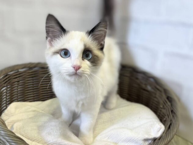 秋田県のラグドール (アミーゴ秋田茨島店/2025年9月24日生まれ/男の子/シールポイントバイカラー)の子猫