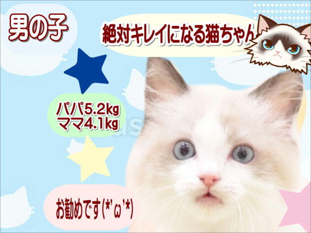 大阪府のラグドール (アミーゴ鳳店/2025年10月2日生まれ/男の子/シールポイントバイカラー)の子猫の1枚目の画像
