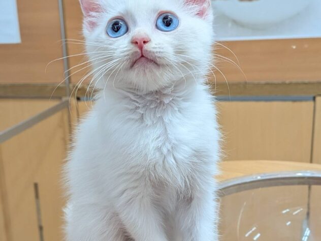 福島県のスコティッシュフォールド (アミーゴ福島南店/2025年10月22日生まれ/男の子/ホワイトブルー)の子猫の2枚目の画像