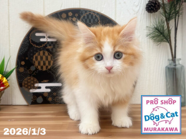 広島県のサイベリアン (アミーゴ大町店/2025年10月9日生まれ/男の子/レッドタビーホワイト)の子猫