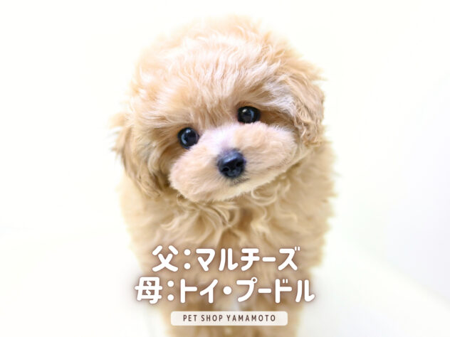 岡山県のハーフ犬・ミックス犬 (アミーゴ大安寺店/2025年10月21日生まれ/女の子/アプリコット)の子犬の2枚目の画像