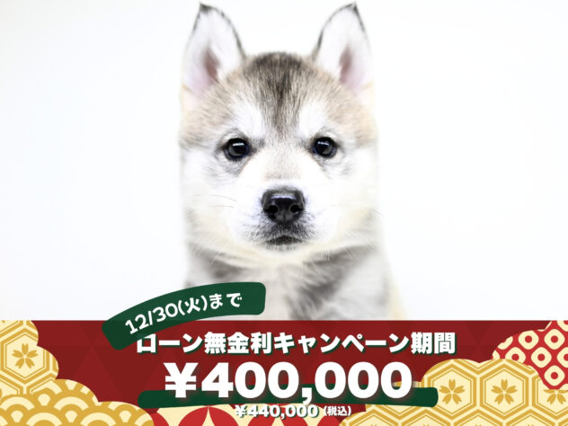 岡山県のシベリアンハスキー (アミーゴ大安寺店/2025年10月12日生まれ/女の子/シルバーホワイト)の子犬の1枚目の画像
