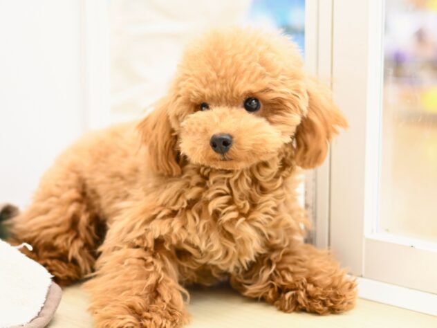 岡山県のトイプードル(トイ) (アミーゴ中庄店/2025年4月9日生まれ/女の子/レッドフォーン)の子犬の1枚目の画像