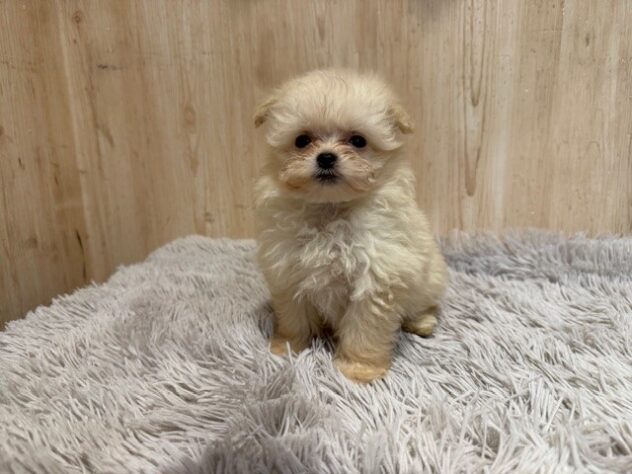 茨城県のハーフ犬・ミックス犬 (アミーゴ神栖店/2025年10月1日生まれ/女の子/クリーム)の子犬の1枚目の画像