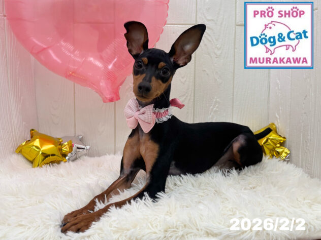 広島県のミニチュアピンシャー (アミーゴ大町店/2025年7月20日生まれ/女の子/ブラックタン)の子犬の1枚目の画像