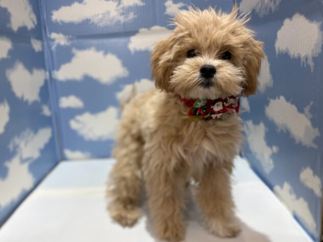 山形県のハーフ犬・ミックス犬 (アミーゴ山形南店/2025年7月18日生まれ/女の子/アプリコット)の子犬の1枚目の画像